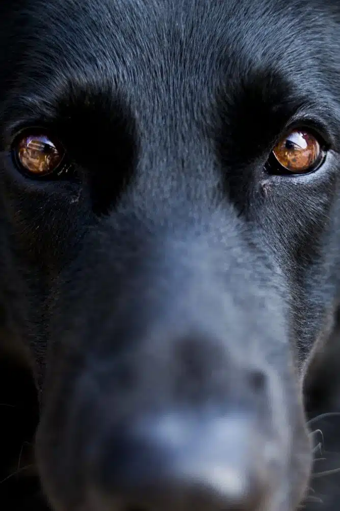 Dansk Vagt - det bedste alternativ !