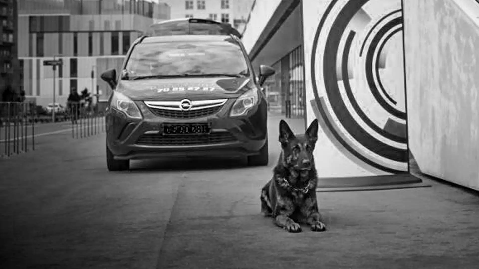 En hund sidder foran en bil i et urbant miljø